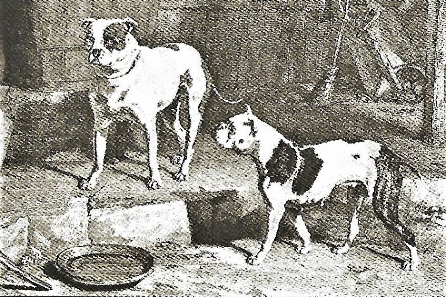 Historia del Bulldog Ingles Rosa e Crib