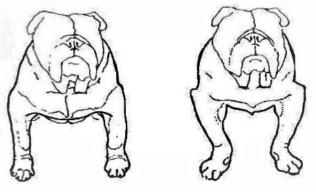 Estandar Bulldog Ingles - extremidades anteriores