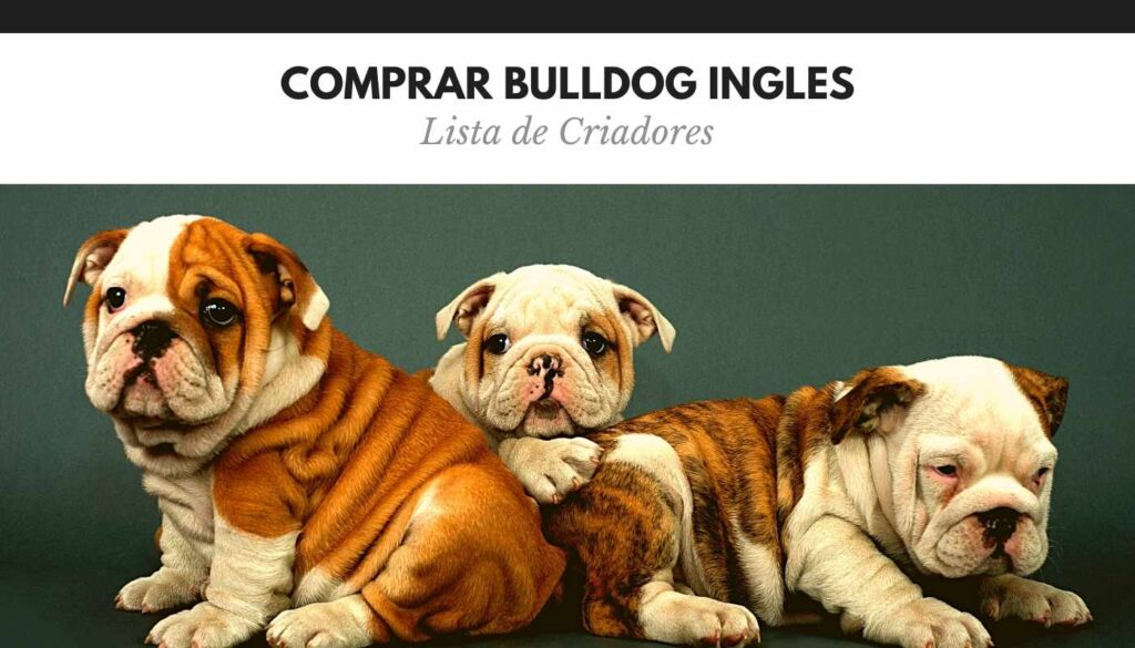 Comprar Bulldog Ingles