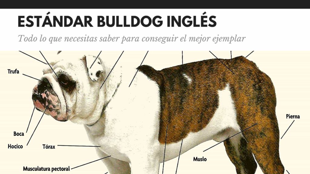 estándar bulldog ingles