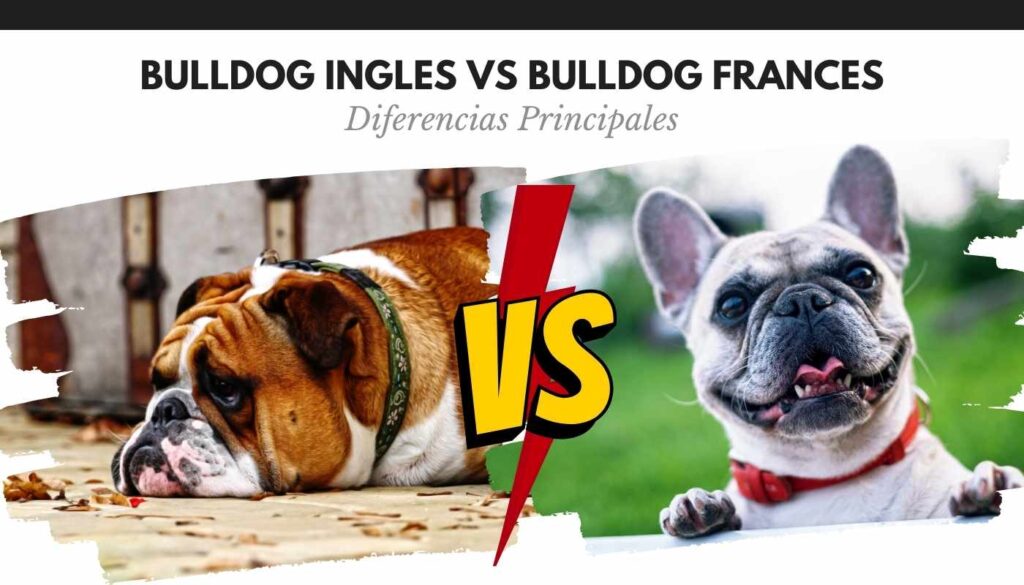 Bulldog Ingles y Frances