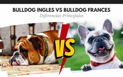 Bulldog Ingles 1 Bulldog Inglés y Francés | Las 6 diferencias principales