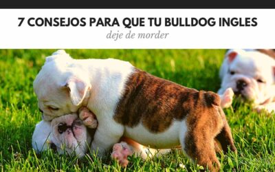 Bulldog Ingles 45 Bulldog inglés que muerde: por qué lo hace y cómo conseguir que pare