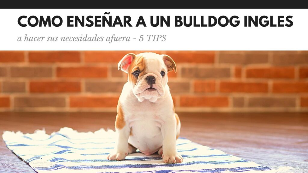 Como enseñar a un Bulldog Ingles a hacer sus necesidades afuera