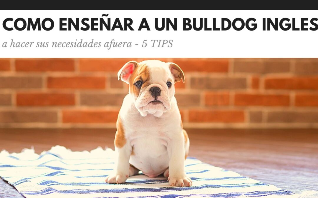 cómo enseñar a un bulldog inglés a hacer sus necesidades