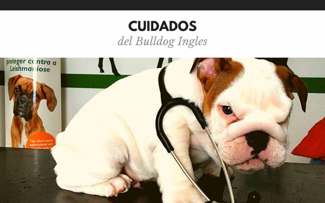 Cuidados del bulldog ingles