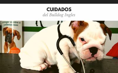 Bulldog Ingles 16 Cuidados del bulldog inglés: la rutina diaria para tenerlo sano y feliz