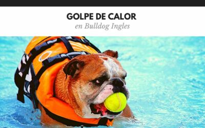 Bulldog Ingles 23 Golpe de calor en Bulldog Inglés