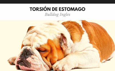 Bulldog Ingles 26 Torsión de estómago en perros: cómo reconocerla a tiempo y salvarle la vida