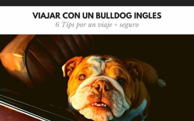 Bulldog Ingles 42 Viajar con un bulldog inglés en coche: seguridad real, sin cuentos