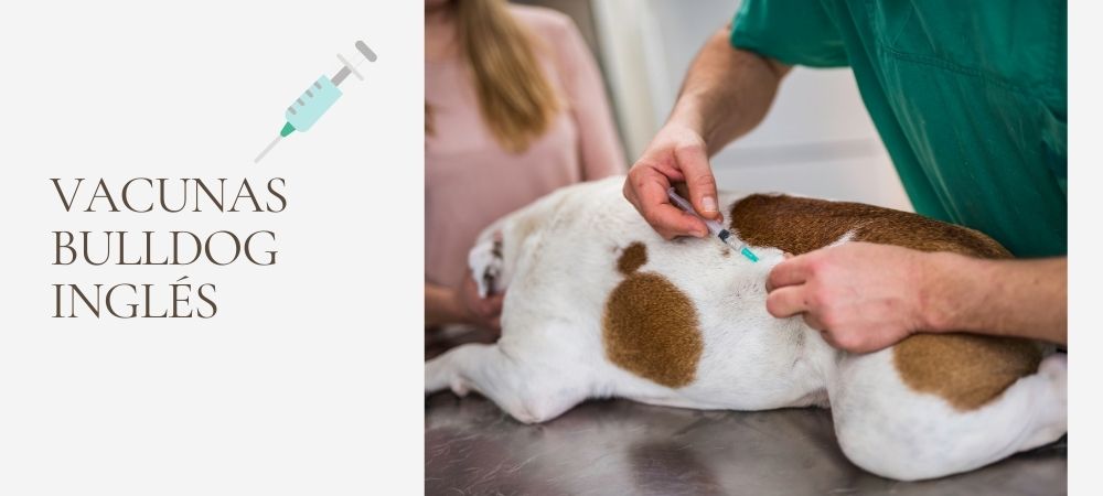 vacunas del bulldog ingles