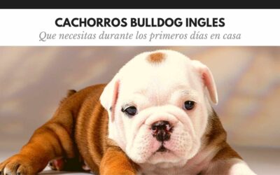 Bulldog Ingles 43 Cachorros bulldog inglés: cómo preparar su llegada a casa
