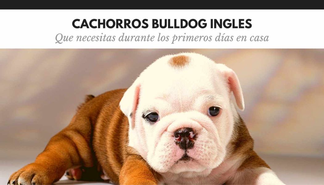 Cachorro de Bulldog Ingles