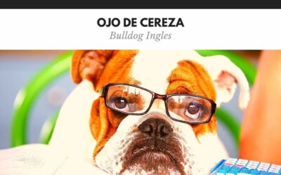 Bulldog Ingles 25 Ojo de cereza Bulldog Ingles