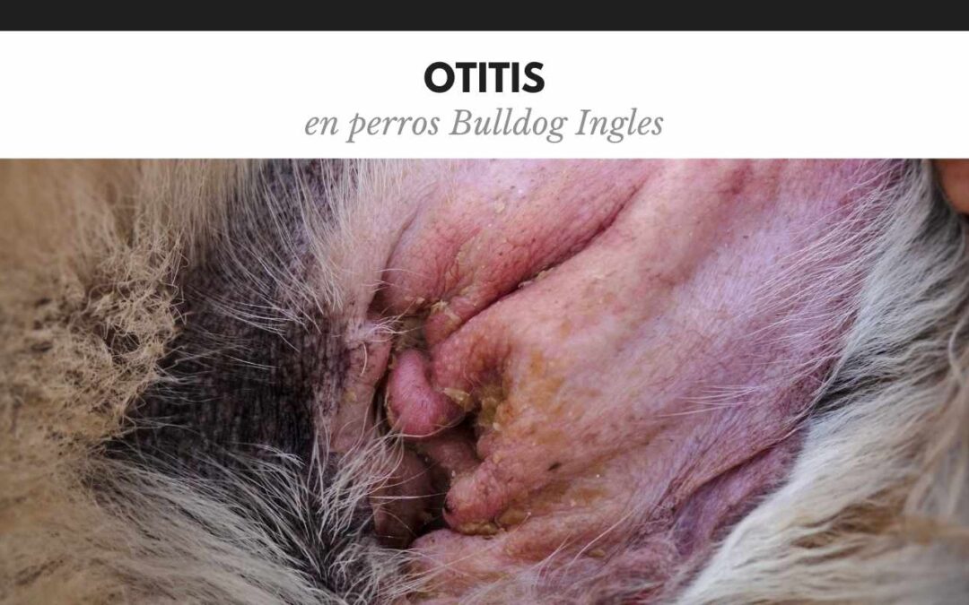Otitis en bulldog ingles