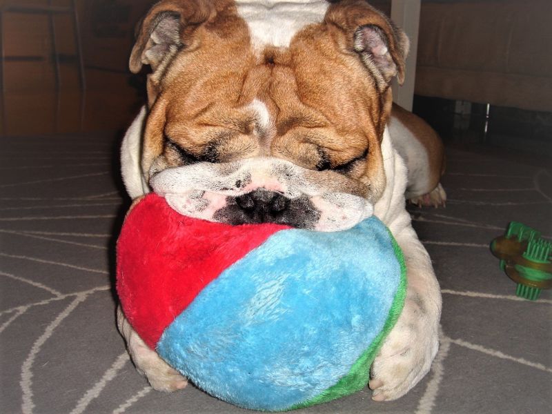 Bulldog Ingles GINO