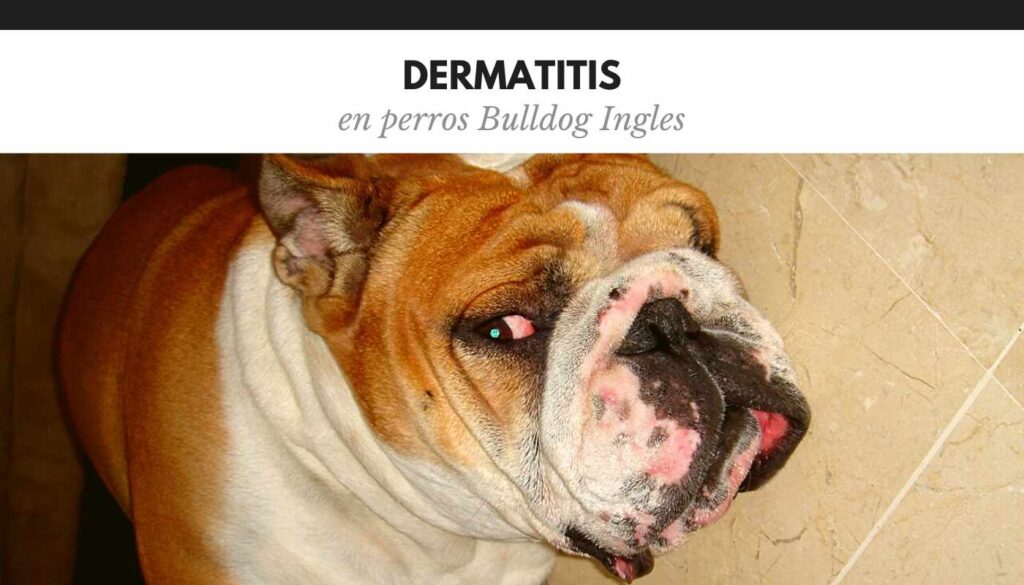 dermatitis en bulldog ingles