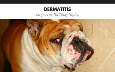 Bulldog Ingles 18 Dermatitis en bulldog inglés: causas, síntomas y tratamiento sin filtros