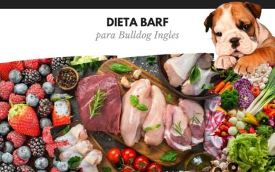 Bulldog Ingles 51 Dieta BARF para Bulldog Inglés