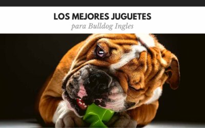 Bulldog Ingles 47 Mejores Juguetes para Bulldog Ingles