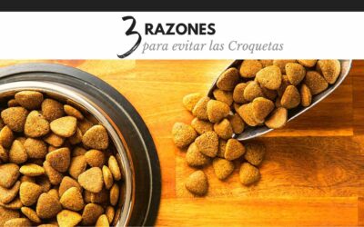 Bulldog Ingles 60 3 Razones para evitar las croquetas