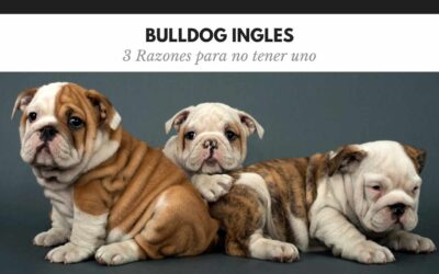 Bulldog Ingles 15 3 razones de peso para no tener un Bulldog inglés