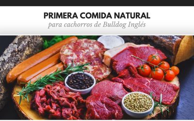 Bulldog Ingles 59 La primera comida natural de un cachorro de Bulldog Inglés