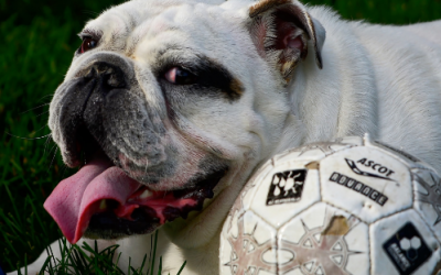 Bulldog Ingles 14 6 Habitos del Bulldog Ingles – Toda la verdad