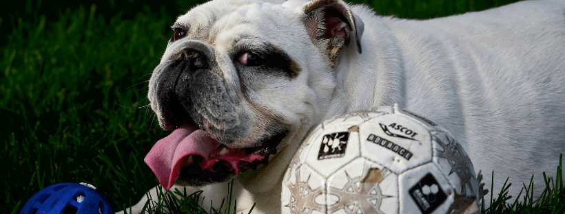 6 Habitos del Bulldog Ingles - Toda la verdad