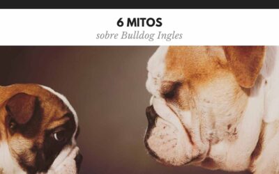 Bulldog Ingles 13 6 Mitos sobre el Bulldog Ingles