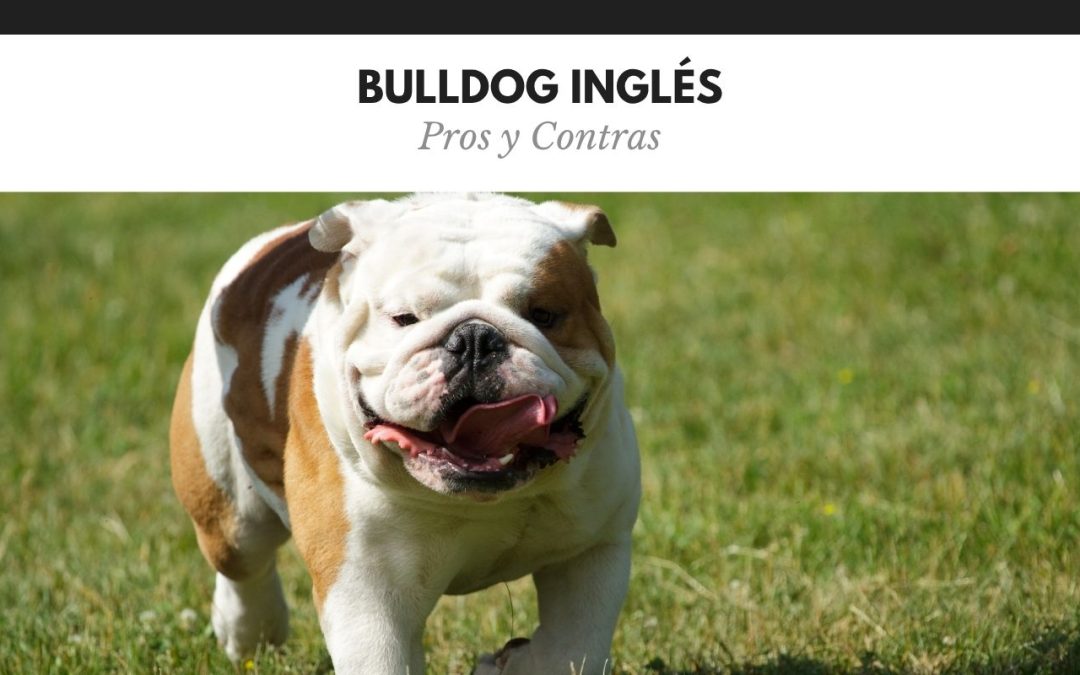 Bulldog Inglés Pros y Contras