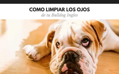 Bulldog Ingles 34 Cómo limpiar los ojos de tu bulldog