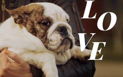 Bulldog Ingles 11 Cómo amar a tu Bulldog