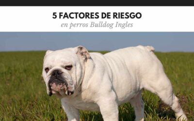 Bulldog Ingles 38 5 Factores de riesgo para Bulldog Ingles