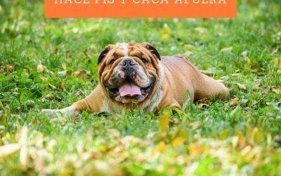 Bulldog Ingles 40 Porque mi perro no hace pis y caca afuera