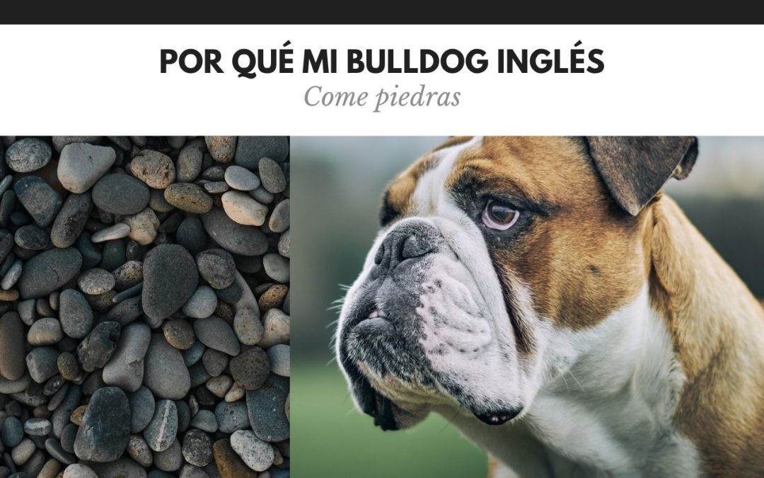 Por qué mi perro come piedras