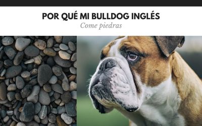 Bulldog Ingles 37 Por qué mi perro come piedras y cómo conseguir que pare