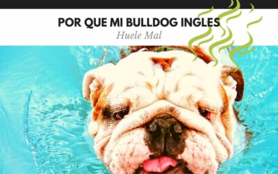 Bulldog Ingles 10 Por qué mi Bulldog huele mal