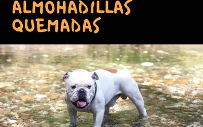 Bulldog Ingles 39 5 Maneras de evitar que tu Bulldog se queme las almohadillas