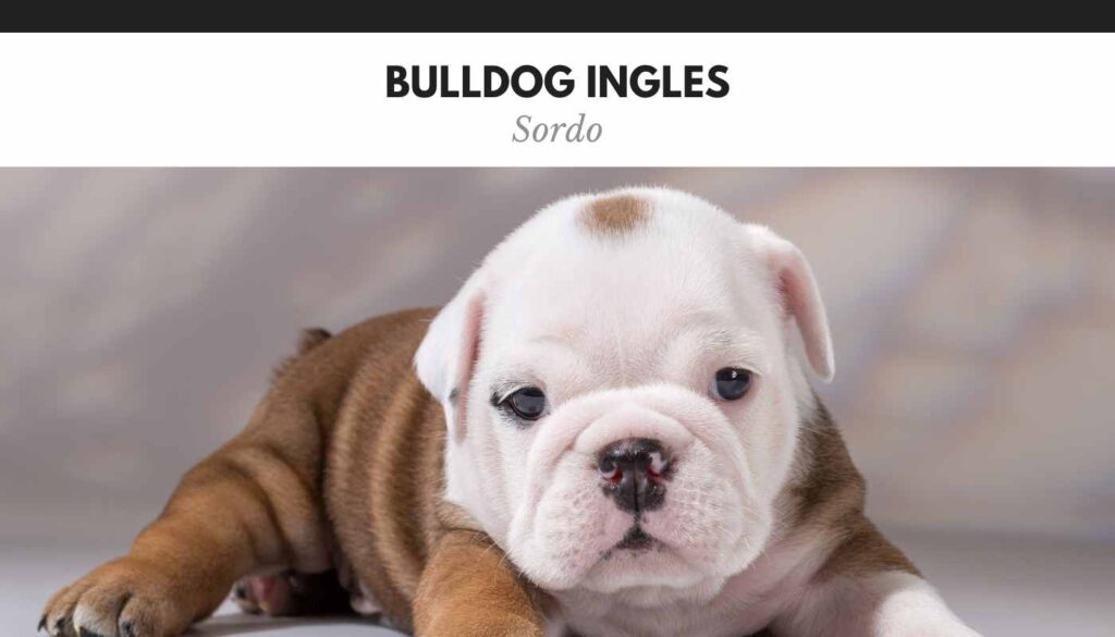 bulldog ingles sordo