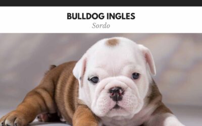 Bulldog Ingles 35 Bulldog Ingles sordo – Qué hacer