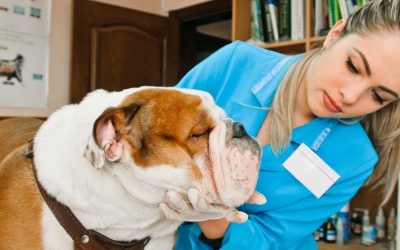 Bulldog Ingles 30 5 Pasos por mantener la salud de tu Bulldog