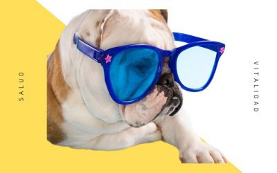 Bulldog Ingles 36 ¿Tu Bulldog Inglés Ama Tomar el Sol? Beneficios, Síntesis de Vitamina D y Precauciones Vitales