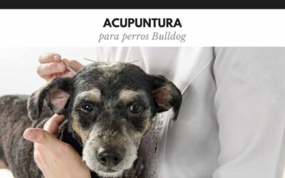 Bulldog Ingles 33 Acupuntura para perros