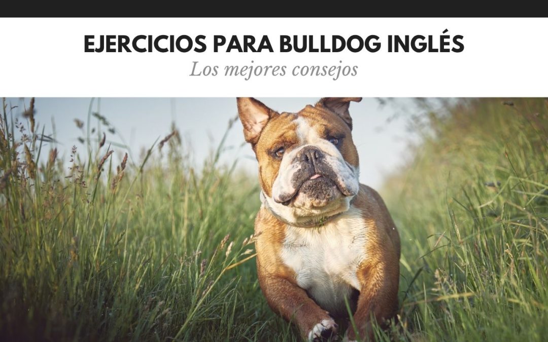 Ejercicios para Bulldog Inglés