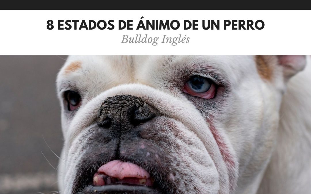 8 Estados de ánimo de un Perro