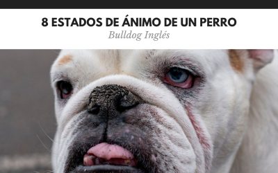 Bulldog Ingles 9 Estados de ánimo del Bulldog Inglés