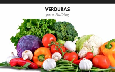 Bulldog Ingles 58 15 Verduras para Bulldog