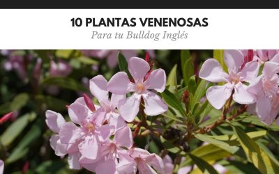 Bulldog Ingles 29 10 Plantas venenosas para tu Bulldog