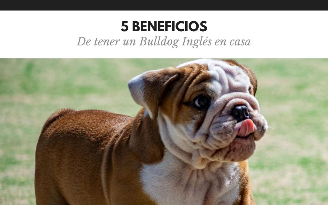 10 Beneficios de tener un Bulldog Inglés en casa